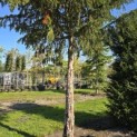 Taxus baccata dovastoniana 'Aurea Pendula' - 1