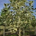 Liriodendron tulipifera 'Snowbird' - 4
