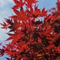 Acer palmatum 'Bloodgood' - impressie foto van het mooie voorjaarsblad