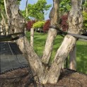 Heptacodium miconioides - Foto 3