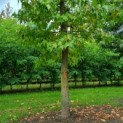 Liquidambar styraciflua - amberboom stam