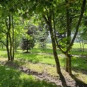 Platanus x Hispanica - 1
