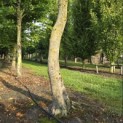 Carpinus Betulus - 2