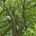 Liquidambar styraciflua - juni 2026
