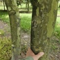 Platanus x Hispanica - 5