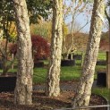 Quercus Suber - 1