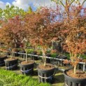 Acer palmatum 'Trompenburg' - impressie partij