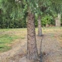 Sequoiadendron giganteum - Foto 2