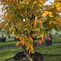 Parrotia persica 'Vanessa' - 1