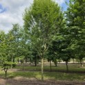 Carpinus betulus 'Frans Fontaine'   (Fastigiata) - 4