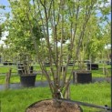 Cornus kousa - 6