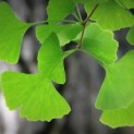 Ginkgo biloba