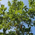Quercus Rhysophylla 'Maya' - 3