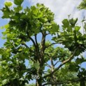 Platanus x hispanica - 2