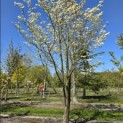 Cornus Florida 'Rainbow' - 4