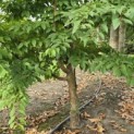 Stewartia Rostrata - 5