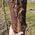 Acer griseum x nikoense - Foto 3