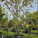 Cornus 'Stellar Pink' - Foto 6