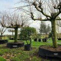 Tilia americana 'Nova' - 1