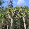 Platanus x hispanica - Foto 1
