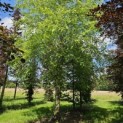 Betula nigra - juni 2024