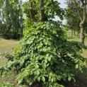 Fagus sylvatica - 1