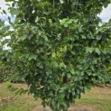 Parrotia persica 'Vanessa' - Foto 1