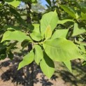 Magnolia soulangeana 'Manchu Fan' - 2