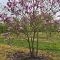 Magnolia 'Susan' - 3