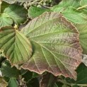 Hamamelis x intermedia 'Diane' - 2