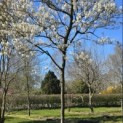Amelanchier lamarckii - 2