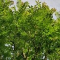 Pterocarya fraxinifolia