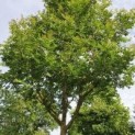 Pterocarya fraxinifolia