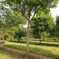 Pterocarya fraxinifolia