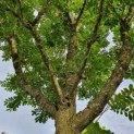 Pterocarya fraxinifolia