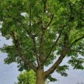 Pterocarya fraxinifolia