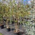 Betula utilis 'Doorenbos' - 2