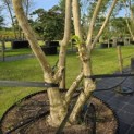 Heptacodium miconioides - Foto 3