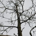Quercus cerris 'Marmor Star' - 2025