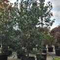 Ilex 'Nellie R. Stevens' - Foto 1