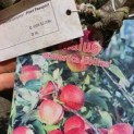 Malus domestica 'Collina' - Foto 1