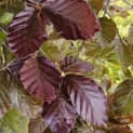 Fagus sylvatica 'Atropunicea' - 3