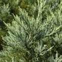 Sequoiadendron giganteum 'Glaucum' - 6