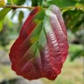 Parrotia persica 'Bella' - Foto 6