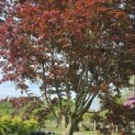 Acer palmatum 'Bloodgood' - Foto 1