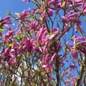 Magnolia 'Susan' - 1