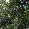 Magnolia grandiflora 'Galissoniere' - Foto 3