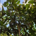 Magnolia grandiflora 'Galissoniere' - Foto 2