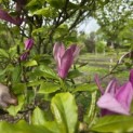 Magnolia 'Susan' - 5