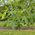 Liquidambar styraciflua 'Worplesdon' - 2